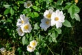 Delicate white flowers of Rosa Canina plant commonly known as dog rose, in full bloom in a spring garden, in direct sunlight, Royalty Free Stock Photo