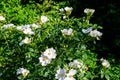Delicate white flowers of Rosa Canina plant commonly known as dog rose, in full bloom in a spring garden, in direct sunlight, Royalty Free Stock Photo