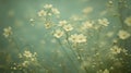 Delicate White Flowers Softly Bloom In A Misty Green Field Royalty Free Stock Photo