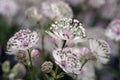 Delicate white flowers stained with purple