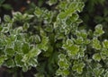 Delicate white flowers of Swida alba