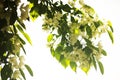 Delicate white flowers on the tree in bright light backlit