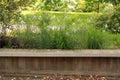 Delicate white flowers with yellow center with wooden bench in fron