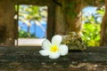 Delicate white frangipani flower on window sill of abandoned rem Royalty Free Stock Photo