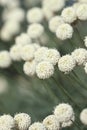 Delicate White Gardenflowers Close Up