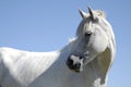 Delicate white horse closeup on blue sky Royalty Free Stock Photo