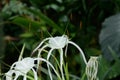 Delicate white hymenocallis otherwise known as tropical or spider lily Royalty Free Stock Photo