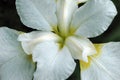 Delicate white Iris bloom shows symmetry of petals Royalty Free Stock Photo