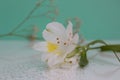 Delicate white iris close-up with reflection on a soft green blurred background Royalty Free Stock Photo