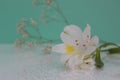 Delicate white iris close-up with reflection on a soft green blurred background Royalty Free Stock Photo