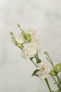 Delicate white lisianthus flowers against soft focus background Royalty Free Stock Photo