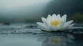 Delicate white lotus flower on a misty pond, rain falling gently Royalty Free Stock Photo