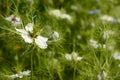 Delicate white love-in-a-mist flower against nigella plants Royalty Free Stock Photo