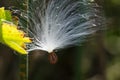 Delicate White Milkweed Seed Fibers Snagged on Autumn Branch