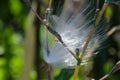 Delicate White Milkweed Seed Fibers Snagged on Autumn Branch Royalty Free Stock Photo