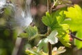 Delicate White Milkweed Seed Fibers Snagged on Autumn Branch