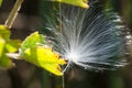 Delicate White Milkweed Seed Fibers Snagged on Autumn Branch Royalty Free Stock Photo