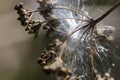 Delicate White Milkweed Seed Fibers Snagged on Autumn Branch