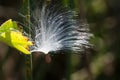 Delicate White Milkweed Seed Fibers Snagged on Autumn Branch