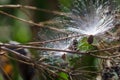 Delicate White Milkweed Seed Fibers Snagged on Autumn Branch Royalty Free Stock Photo