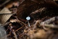 Small Delicate White Mushroom Hiding Under Fallen Leaf Royalty Free Stock Photo