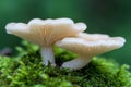 Delicate white mushrooms growing on moss Royalty Free Stock Photo
