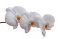 Delicate white orchid flowers isolated on a white background. Flowering branch orchid Phalaenopsis or Moth dendrobium, close-up Royalty Free Stock Photo