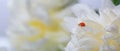 Delicate white peonies flowers and ladybird in petals, selective focus Royalty Free Stock Photo