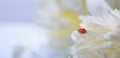 Delicate white peonies flowers and ladybird in petals, selective focus, close-up. Romantic banner Royalty Free Stock Photo