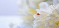 Delicate white peonies flowers and ladybird in petals, selective focus Royalty Free Stock Photo