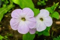 Delicate white Petunia axillaris flower and green leaves in a garden in a sunny summer day Royalty Free Stock Photo