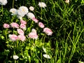 Delicate white and pink Daisies or Bellis perennis flowers on green grass. Lawn Daisy blooms in spring. Side view and selective Royalty Free Stock Photo