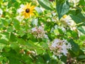 Delicate white and pink flower clusters on an abelia plant.