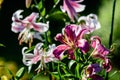 White and pink flowers of royal lily or lilium, known as king\'s lily in a British cottage style garden in a sunny summer