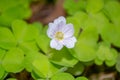 Delicatepink-white Oxalis oregana flower redwood sorrel, Oregon oxalis next to green leaves.