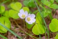 Delicatepink-white Oxalis oregana flowers redwood sorrel, Oregon oxalis next to green leaves.