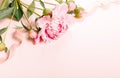 Delicate white pink peony with petals flowers and white ribbon on wooden board. Overhead top view, flat lay. Copy space. Royalty Free Stock Photo