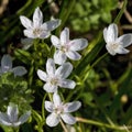 Virginia Spring Beauty Wildflowers - Claytonia virginica Royalty Free Stock Photo