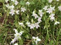 Virginia Spring Beauty Wildflowers - Claytonia virginica Royalty Free Stock Photo