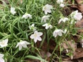 Virginia Spring Beauty Wildflowers - Claytonia virginica Royalty Free Stock Photo