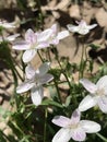 Virginia Spring Beauty Wildflowers - Claytonia virginica Royalty Free Stock Photo