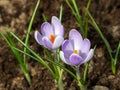 Delicate white and purple crocuses with yellow stamens and young green leaves grew from the ground. Close-up. Royalty Free Stock Photo
