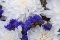 Delicate white and purple flowers Royalty Free Stock Photo