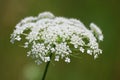 The delicate white Queen Lace flower.