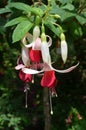 Delicate white and red fuchsia flowers on a pot plant, in a sunny summer garden, side view of beautiful flowers Royalty Free Stock Photo