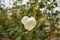 Delicate white rosebud Royalty Free Stock Photo