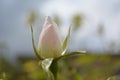 Delicate white rosebud at summer day