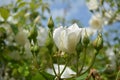 Delicate white rosebud at summer day Royalty Free Stock Photo