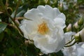 Delicate white rosebud at summer day Royalty Free Stock Photo