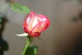 Two color delicate rosebud Royalty Free Stock Photo